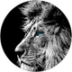 Ali Dervis Ray profil fotoğrafı