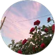 Şirin Özkan profil fotoğrafı